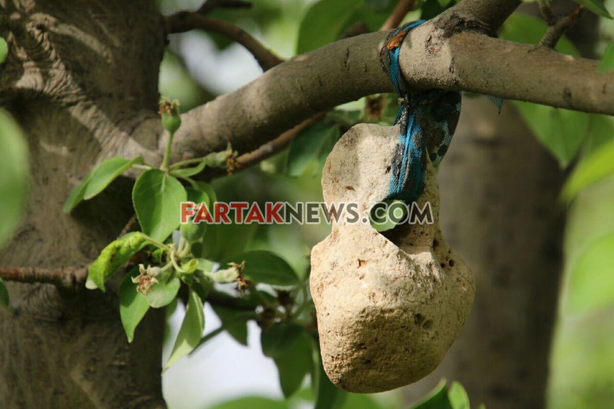 تگرگ در گهواره
