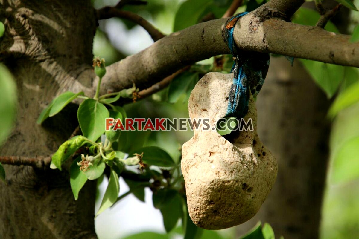 تگرگ در گهواره