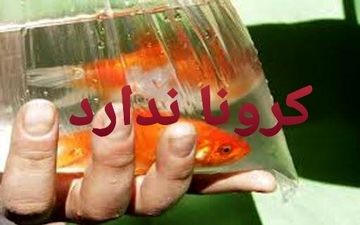 ویروس کرونا از طریق ماهی گلی منتشر نمی شود