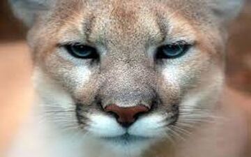 ویدیو/ صحنه‌هایی دلخراش از نبرد دو حیوان درنده با یکدیگر 