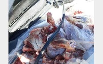 ضبط محموله بزرگ گوشت قرمز قاچاق در بندرعباس
