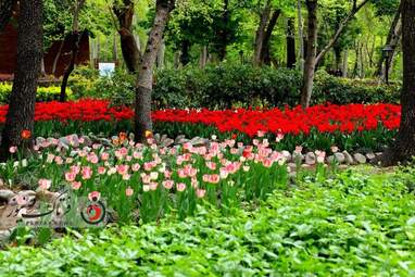  باغ ایرانی  بوستان  لاله های رنگین 