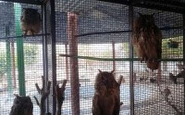 7 مرکز نگهداری حیات وحش در کشور تعطیل شد