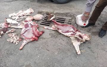 عرضه لاشه‌های غیربهداشتی دام در میدان رسالت کرمانشاه متوقف شد/ حمله متخلفان به اکیپ مشترک