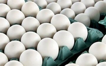 قیمت هر شانه تخم مرغ به ۵۰هزار تومان رسید