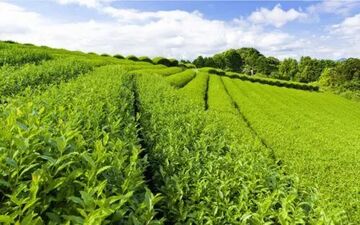 شروع ثبت سفارش چای سیاه از امروز در سامانه جامع تجارت