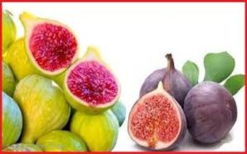 آشنایی با خواص شگفت انگیز انجیر