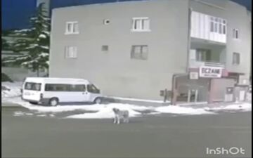 تلاش یک سگ برای اعلام هشدار زلزله در ترکیه / فیلم 