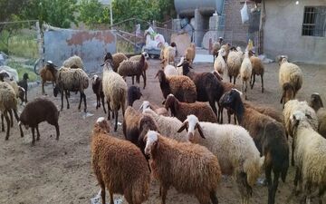 قیمت دام زنده بهداشتی اعلام شد 