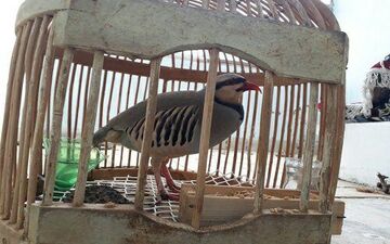 دستگیری 3 گروه شکارچی متخلف در صحنه