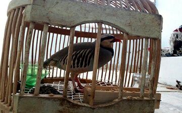 دستگیری 3 گروه شکارچی متخلف در صحنه