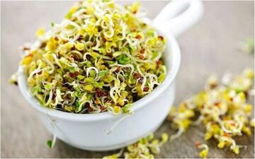 عرق یونجه: گیاهی با خواص دارویی شگفت‌انگیز برای سلامت بدن