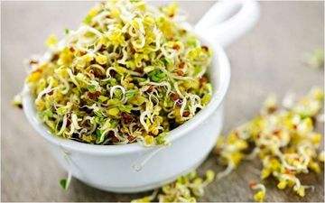 عرق یونجه: گیاهی با خواص دارویی شگفت‌انگیز برای سلامت بدن