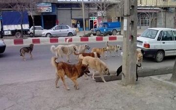 حمله سگ ولگرد به یک شهروند در دماوند