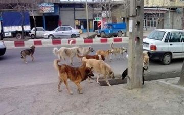 حمله سگ ولگرد به یک شهروند در دماوند