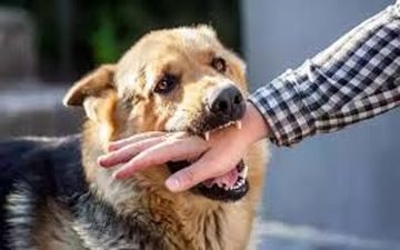 هاری بسیار خطرناک است| جدی بگیرید!
