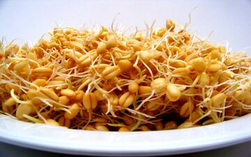 خواص فوق العاده جوانه گندم برای سلامتی