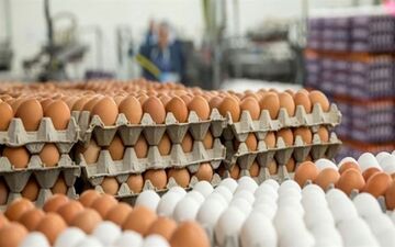 تداوم عرضه تخم‌مرغ کمتر از قیمت مصوب/ ۴۰ هزار تن تخم‌مرغ صادر شد