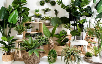 آموزش آبیاری گیاهان آپارتمانی به صورت صحیح + نکات مهم