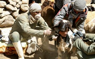 واکسیناسیون رایگان بیش از پنج میلیون دام در کرمانشاه