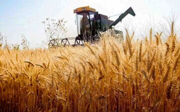 رونمایی از ۴ رقم جدید گندم برای ۴ اقلیم متفاوت کشور