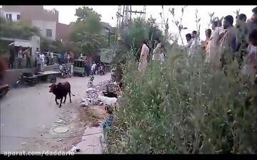 فیلم/ صحنه وحشتناکی که گاو خشمگین برای پیرمرد عصا به دست رقم زد 