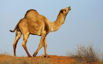 دشمن پنهان، خطرناک تر از دشمن آشکار: حکایت شتر و خاربن
