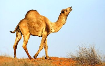 دشمن پنهان، خطرناک تر از دشمن آشکار: حکایت شتر و خاربن
