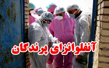 آنفلوانزای مرغی به آذربایجان‌غربی رسید