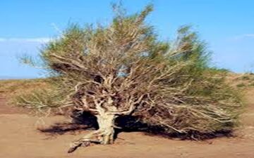 سارق درخت های کویری دستگیر شد 