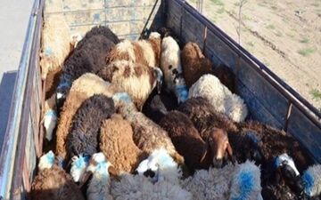 فرماندار اشتهارد: کشف 38 رأس دام قاچاق به ارزش 760 میلیون ریال