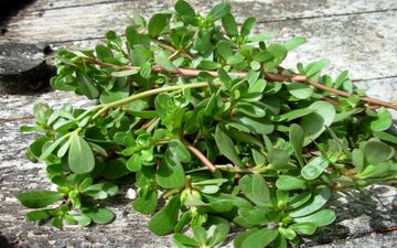 این گیاه بمب امگا3 است/طعمی ترش و نمکی و شبیه اسفناج 