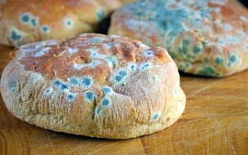 کپک خانگی را دست کم نگیرید باعث این بیماری نادر در ریه شما می شود