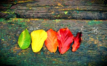 طبعتان را پاییزی کنید