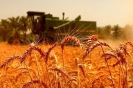 مدیرکل غله آذربایجان شرقی: ۷۱ مرکز خرید تضمینی گندم پیش‌بینی شده است