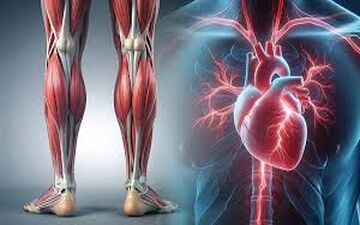 ما بجز قلب پمپ دیگری هم در بدن داریم؟
