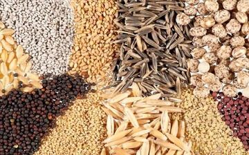 قیمت نهاده‌های دامی و محصولات کشاورزی امروز 25 مرداد 1404؛ نرخ جدید در بازار