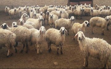  قیمت نجومی و باورنکردنی روده گوسفند! 