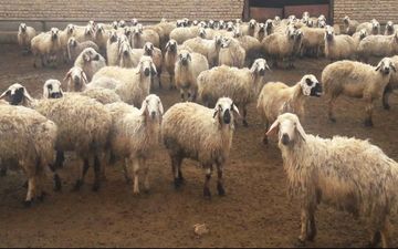  قیمت نجومی و باورنکردنی روده گوسفند! 