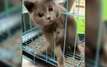  اثباتی بر مایع بودن گربه!