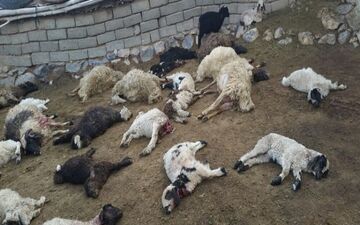 ۱۱۰ رأس دام در اثر سیل و حمله گرگ در خراسان‌جنوبی تلف شدند
