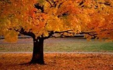 توصیه های غذایی طب سنتی در فصل پاییز
