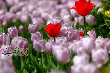 گزارش تصویری از لاله های زیبای بهاری در باغ ایرانی