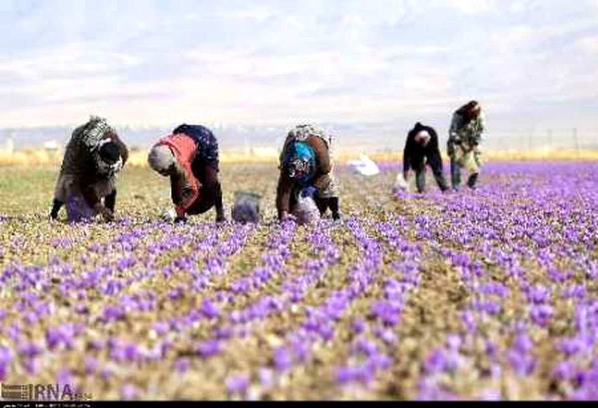 ایجاد بازار بورس برای گرانترین ادویه جهان در فاروج