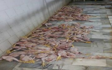 خروج 339 قطعه مرغ از چرخه مصرف در کرمانشاه