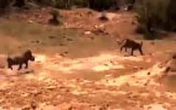 اقدام شجاعانه گراز در نجات دادن فرزندش از دهان پلنگ