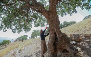  صدور مجوز بهره‌برداری برای درختان بنه در جوانرود