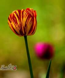  باغ ایرانی  بوستان  لاله های رنگین 