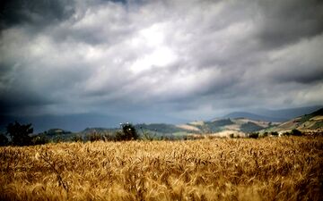 خرید تضمینی گندم از مرز ۱.۱ میلیون تن گذشت
