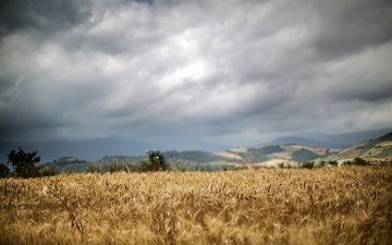 خرید تضمینی گندم از مرز ۱.۱ میلیون تن گذشت
